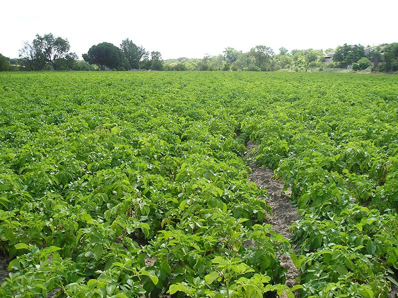 Cooperativa agrícola en Valladolid 